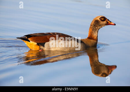 Egyptian goose (Alopochen aegyptiaca) Kruger National Park, South Africa Stock Photo