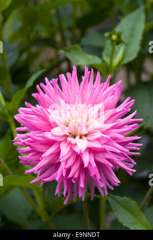 Dahlia 'Ruskin Andrea' in an herbaceous border. Stock Photo