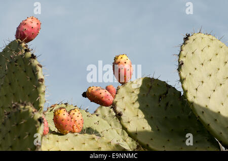 Prickly Pear fruits seen in Morocco against a bluish sky Stock Photo
