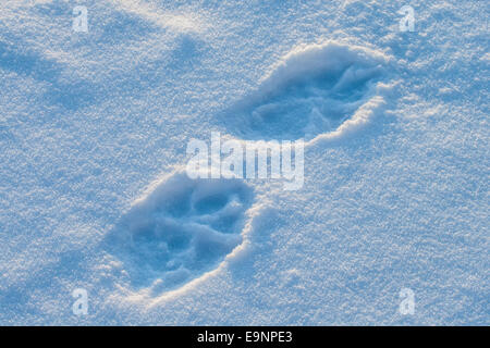 Wolf tracks in snow in Yellowstone National Park Stock Photo