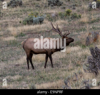 Bull Elk or Wapiti (Cervus canadensis) bellowing in Yellowstone National Park, Wyoming USA Stock Photo