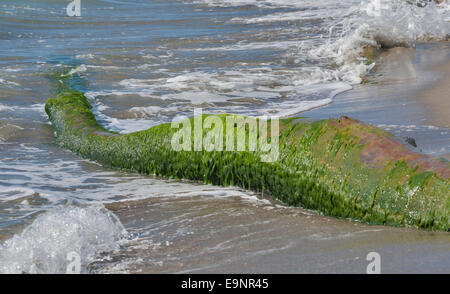 Dead tree trunk covered with moss and algae on beach. Tuscany, Italy. Stock Photo