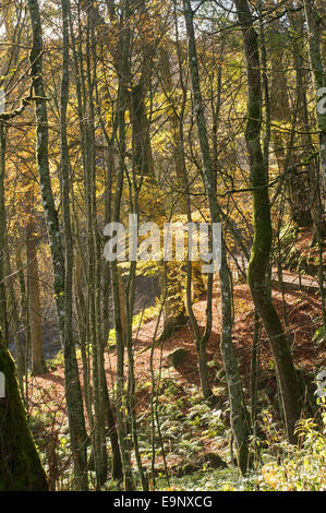 Autumnal view through trees in the Forest-in-Teesdale north east England, UK Stock Photo