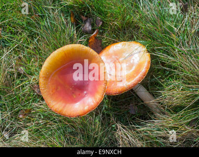 Wild mushrooms,probably Amanita muscaria,  seen growing near the path Forest-in-Teesdale, north east England. Stock Photo