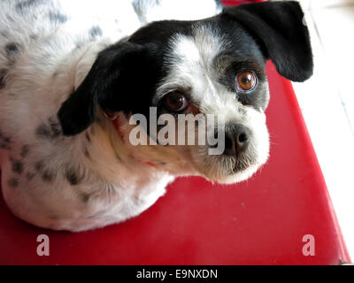 Mixed breed dog looking inquisitively at the camera. Stock Photo