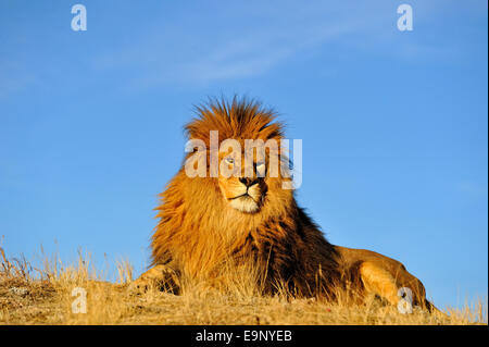 African lion (Panthera leo) Barbary lion extirpated in the wild (captive raised specimen), Bozeman, Montana, USA Stock Photo