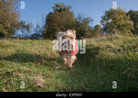 Yorkshire terrier in red coat walking in countryside Stock Photo