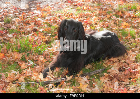 flat coated black retriever sitting in woods on on autumn day Stock Photo
