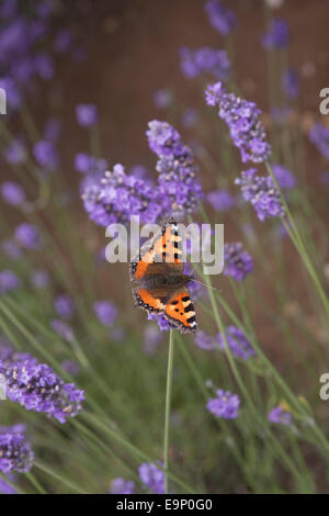 Small Tortoiseshell butterfly in wing on Norfolk Lavender East Anglia, England Stock Photo