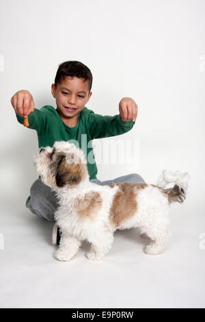 young boy giving shih tzu terrier puppy a treat Stock Photo