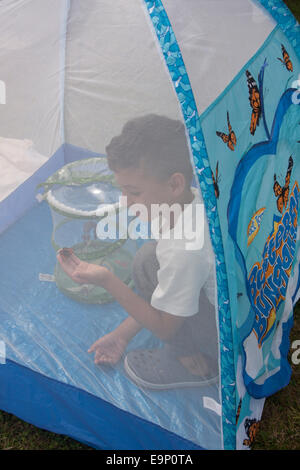 young lepidopterist inside butterfly tent with his butterflies Stock Photo