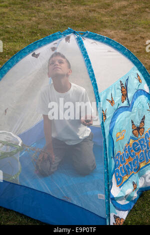 young lepidopterist inside butterfly tent with his butterflies Stock Photo