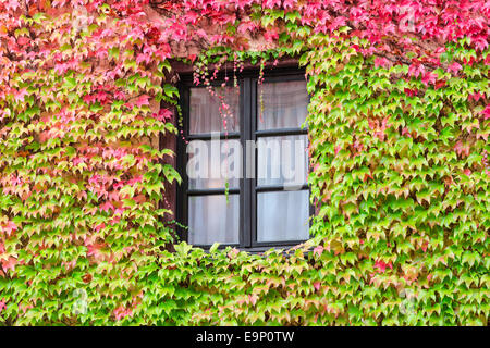 Window in an old traditional European country house with overgrown wall by autumn wild grape and green red leafage Stock Photo