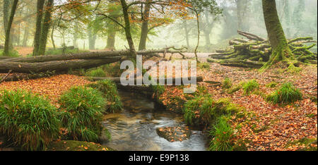 Foggy Autumn woodlnad at Golitha Falls on Bodmin Moor in Cornwall Stock Photo