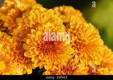 Colorful orange yellow Mum or Chrysanthemum flowers blooming in garden Stock Photo