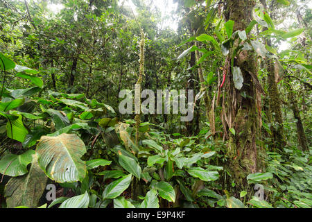 Interior of tropical rainforest near Sumaco National Park in the Ecuadorian Amazon with a Pitcairnia bromeliad in flower and Cal Stock Photo