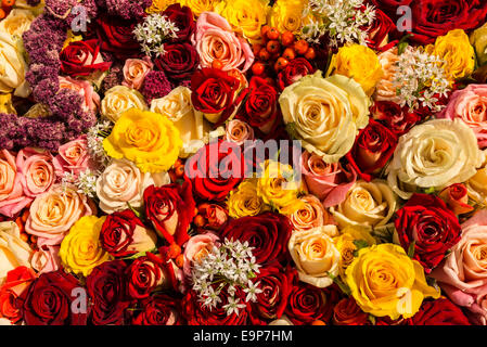A mixed rose bouquet of different colors as background Stock Photo