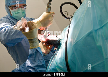 noel fitzpatrick inserts metal implant in dogs hind leg in his state of the art operating theatre in godalming surrey uk Stock Photo