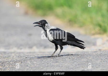 Collared Crow (Corvus torquatus) immature, calling, standing on tarmac, Tai Sang Wai, Hong Kong, China, August Stock Photo