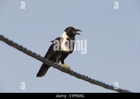 Collared Crow (Corvus torquatus) immature, attaining almost full adult plumage, calling, perched on wire, Tai Sang Wai, Hong Kong, China, September Stock Photo