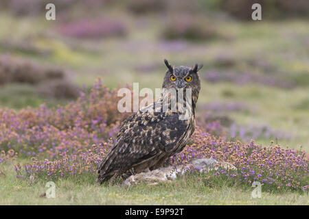 Eurasian Eagle-owl (Bubo bubo) adult, with European Rabbit (Oryctolagus cuniculus) prey, standing on ground amongst flowering heather, September (captive) Stock Photo