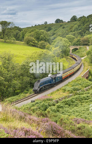 'Sir Nigel Gresley' steam train and carriages, travelling through moorland from Pickering to Goathland, North Yorkshire Moors Railway, North Yorkshire, England, August Stock Photo