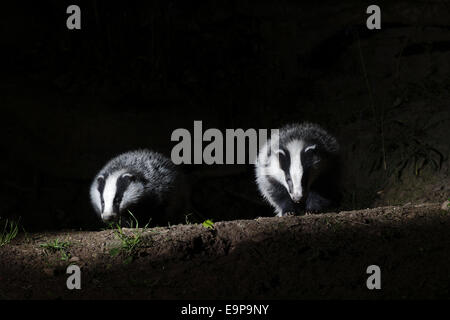 Eurasian Badger (Meles meles) two adults, standing at sett entrance in woodland at night, Warwickshire, England, May Stock Photo