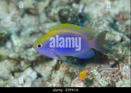 Bleeker's Damselfish (Chrysiptera bleekeri) adult, swimming, Sebayor Kecil, between Komodo and Flores Islands, Komodo N.P., Lesser Sunda Islands, Indonesia, July Stock Photo