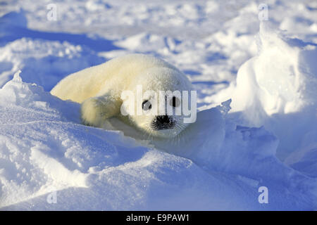 Harp Seal (Pagophilus groenlandicus) pup, resting on pack ice, Magdalen Islands, Gulf of St. Lawrence, Quebec, Canada, March Stock Photo