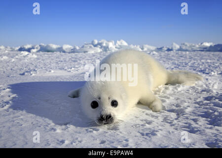 Harp Seal (Pagophilus groenlandicus) pup, resting on pack ice, Magdalen Islands, Gulf of St. Lawrence, Quebec, Canada, March Stock Photo