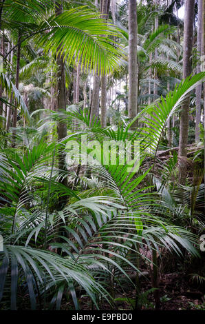 Palm Grove Rainforest Circuit, Tamborine Mountain, Queensland ...