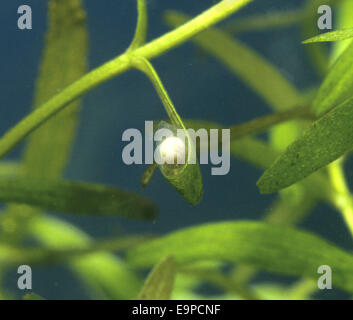 Smooth Newt Egg - Triturus vulgaris Stock Photo