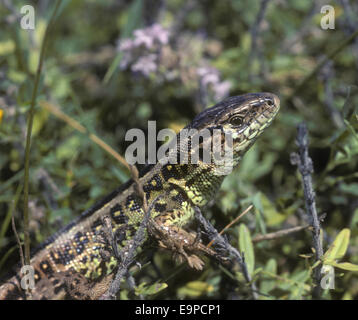 Sand Lizard - Lacerta agilis Stock Photo