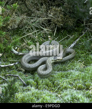 Smooth Snake - Coronella austriaca Stock Photo