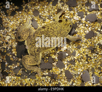 African Clawed Toad - Xenopus laevis Stock Photo