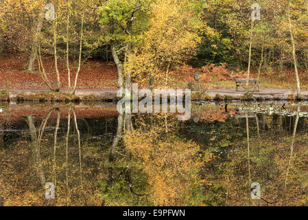 Stunning vibrant Autumn woodland reflected in still lake water ...
