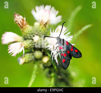 A 5 five spot Five-Spot Burnet Moth (Zygaena trifolii) on a white thistle flower Stock Photo