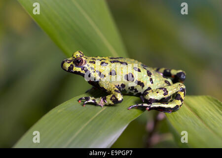 Oriental Fire-bellied Toad - Bombina orientalis Stock Photo