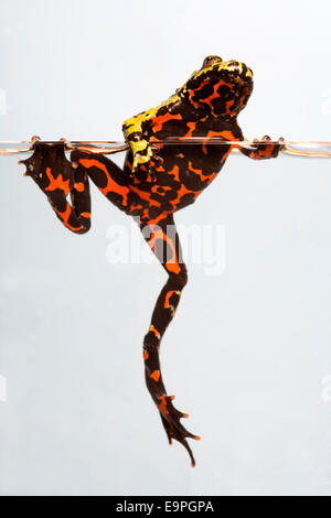 Oriental Fire-bellied Toad - Bombina orientalis Stock Photo