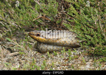 Smooth Snake - Coronella austriaca Stock Photo