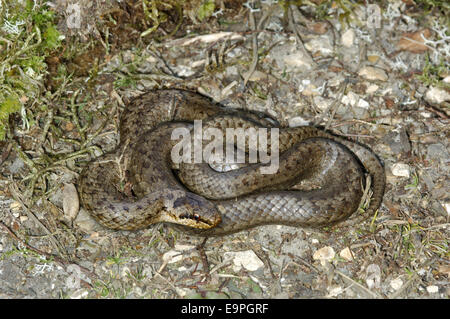 Smooth Snake - Coronella austriaca Stock Photo