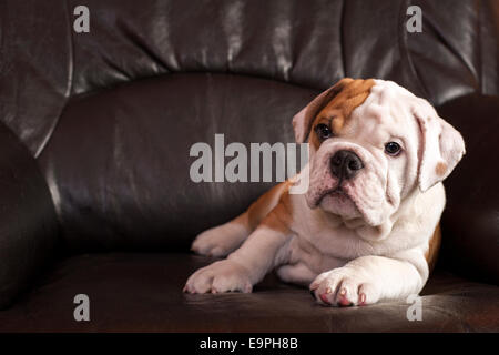 English bulldog puppy sitting on black leather sofa. Stock Photo