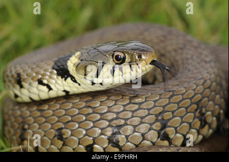 Grass Snake - Natrix natrix Stock Photo