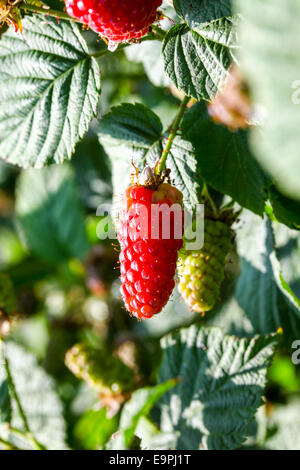 Loganberry Vs Raspberry Loganberries of a Loganberry (Rubus × loganobaccus) fruits, a cross ...
