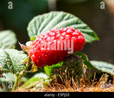 Loganberry Vs Raspberry Loganberries of a Loganberry (Rubus × loganobaccus) fruits, a cross ...