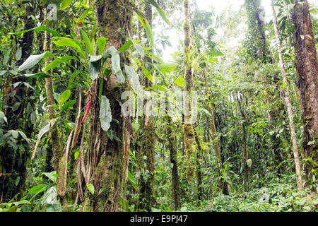 Interior of troipcal rainforest near Sumaco National Park in the Ecuadorian Amazon. With a Pitcairnia bromeliad in flower Stock Photo