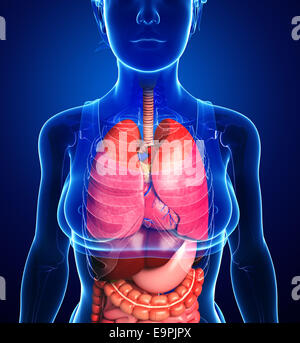 Digestive system anatomy Stock Photo