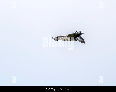 Single European Hen Harrier [Circus cyaneus] in flight, hunting wildlife, isolated with blue sky background. Stock Photo