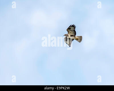 Single European Hen Harrier [Circus cyaneus] in flight, hunting wildlife, isolated with blue sky background. Stock Photo