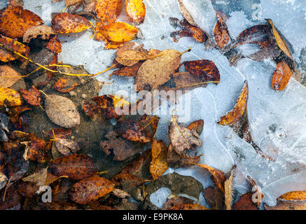 Natural background of yellow and brown tree leaves frozen in ice at cold autumn day Stock Photo